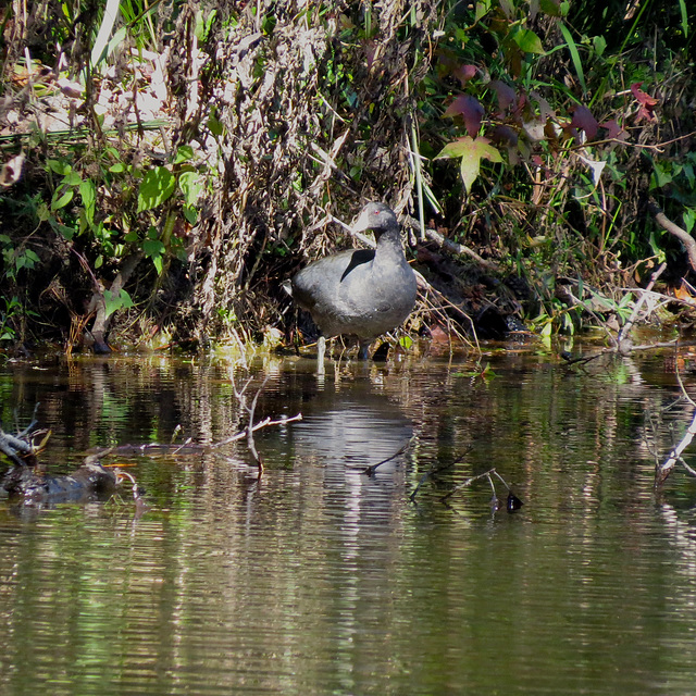 American coot by the pond