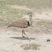 Ngorongoro, Kori Bustard