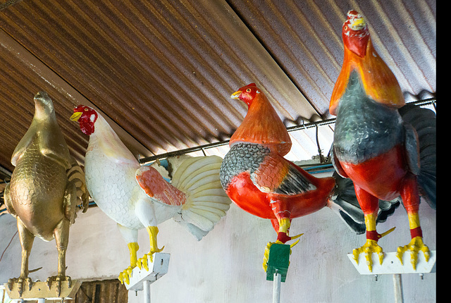 Roosters of San Salvadore, Remedios, Cuba