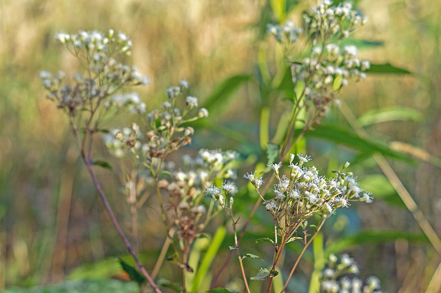 Snakeroot