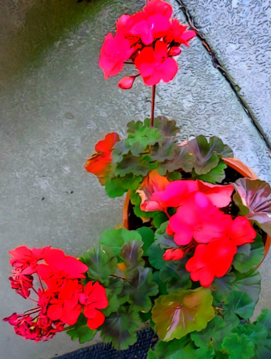 Last geraniums