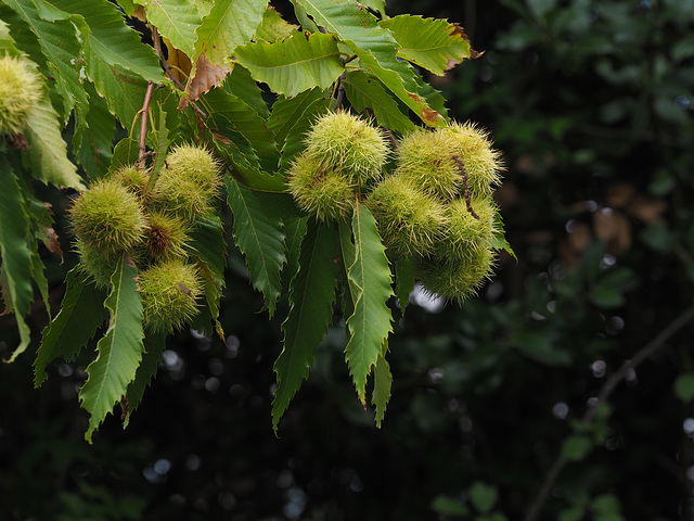 future castagne