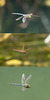 Dragonflies in flight