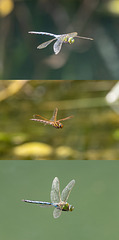 Dragonflies in flight