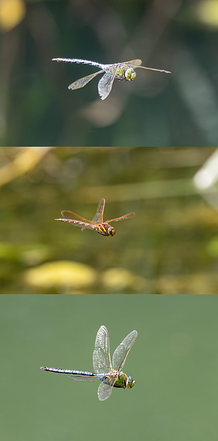 Dragonflies in flight