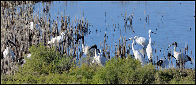 Ibis sacré et Aigrette garzette DSC2601