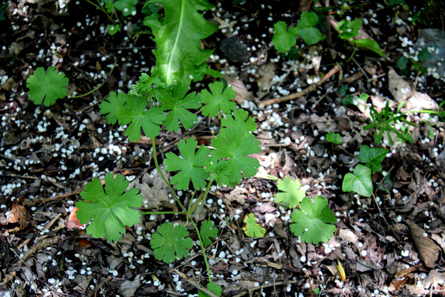 Geranium rotundifolium (1)