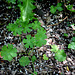 Geranium rotundifolium (1)