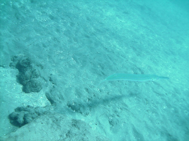 PICT0046.JPG