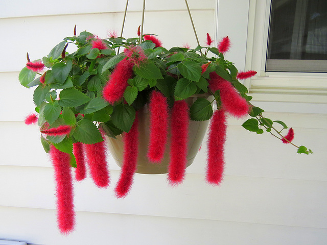 Chenille (Acalypha hispida)