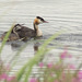Great Crested Grebes