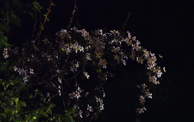 Clematis On A Very Dark Night!