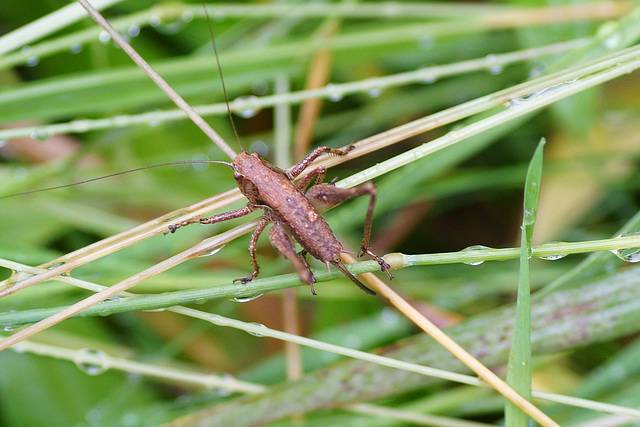 Gemeine Strauchschrecke ♀