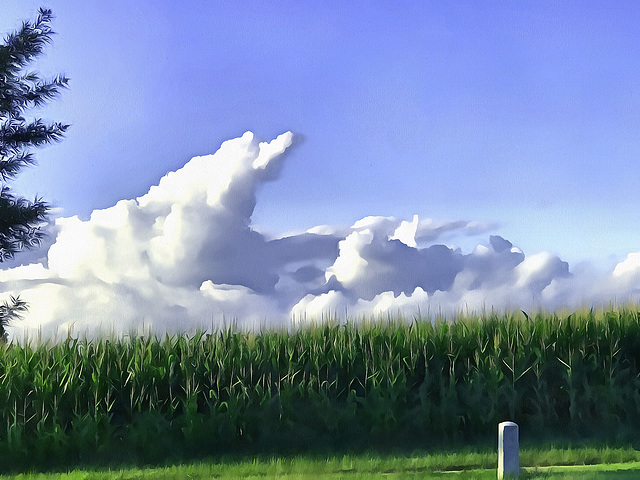 cornfield, clouds