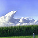 cornfield, clouds