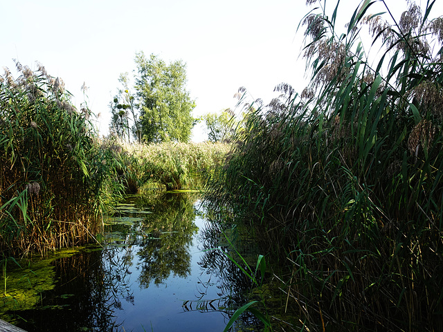 Ruhe im Biotop