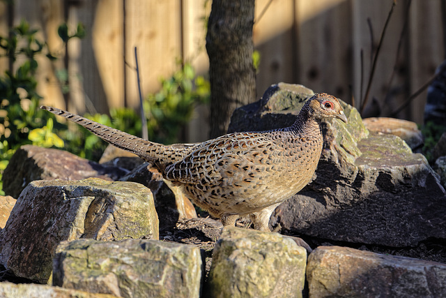 A new bird in my garden