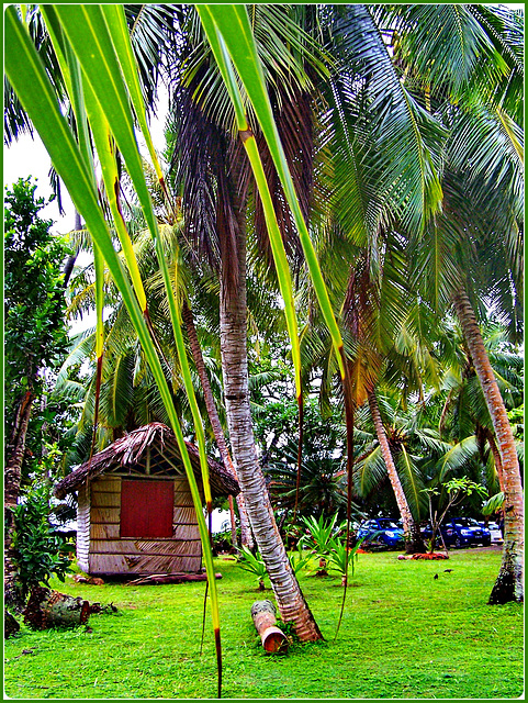 Seychelles : la natura che stupisce