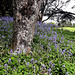 Bluebells At Lake Moananui