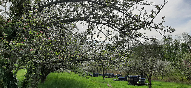 Bienen