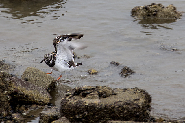 20140910 5105VRAw [NL] Steinwälzer (Arenaria interpres), Terschelling