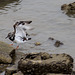 20140910 5105VRAw [NL] Steinwälzer (Arenaria interpres), Terschelling