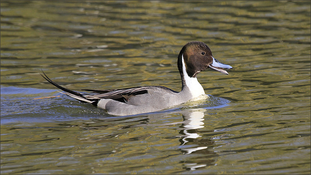 Canard pilet