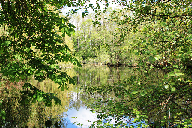 Erinnerung an den Frühling, Mühlenteich Kuchelmiß