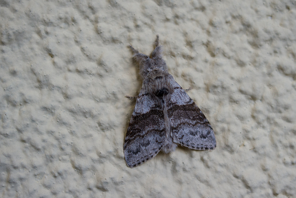 Pale Tussock Moth