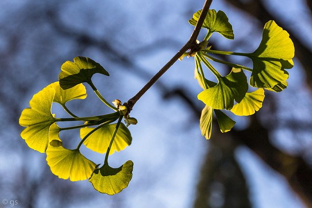 Gingko Biloba (2xPiP)