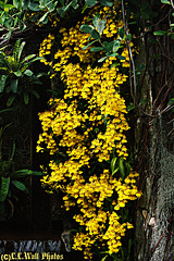 Cascade of Yellow