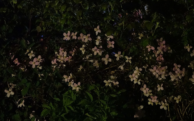 Clematis On A Very Dark Night!