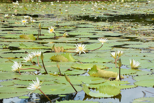 Guatemala, Water Lilies in the Chocón Machacas Protected Biotope