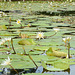 Guatemala, Water Lilies in the Chocón Machacas Protected Biotope