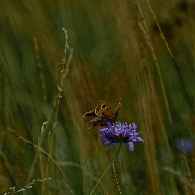 20230813_benneckenstein wandern
