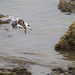 20140910 5103VRAw [NL] Steinwälzer (Arenaria interpres), Terschelling