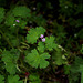 Geranium rotundifolium (2)