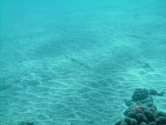 PICT0045.JPG