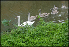 swan family swimming