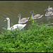 swan family swimming