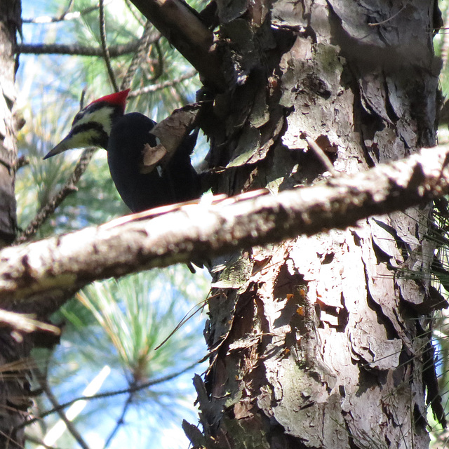 Pileated woodpecker