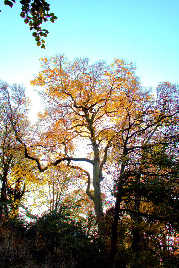 Tree Tops