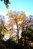 Tree Tops