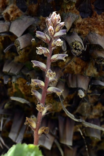 Orobanche hederae