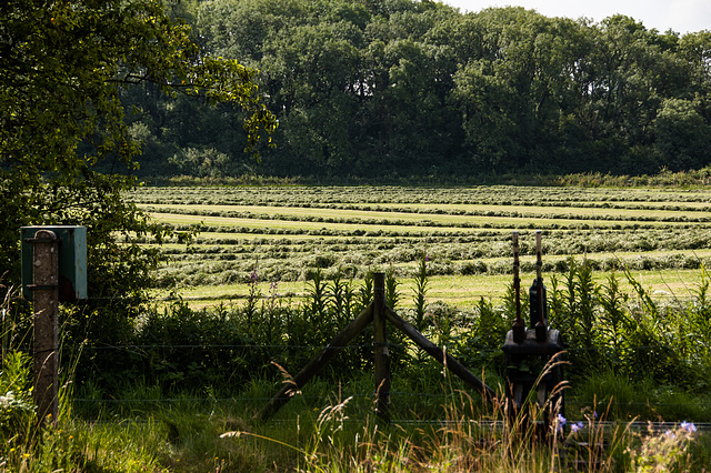 Haymaking