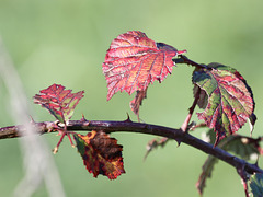 Herbst