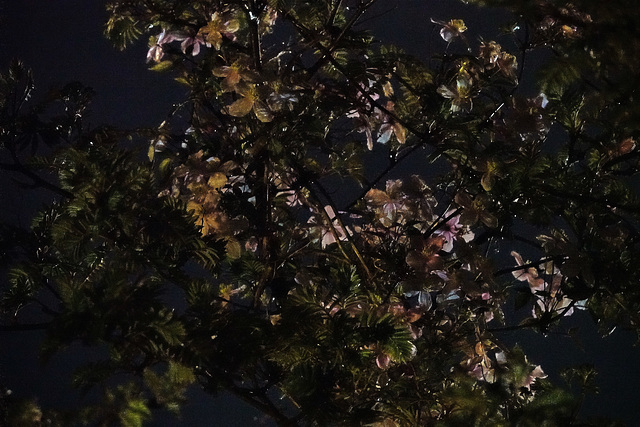 Clematis On A Very Dark Night!