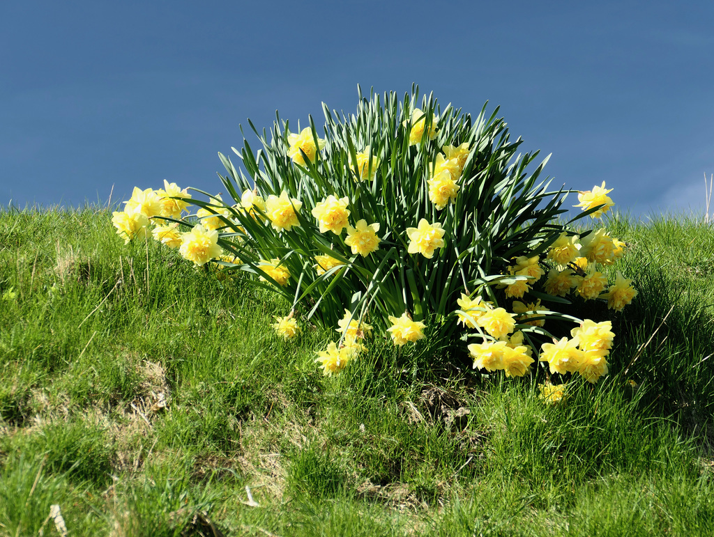 Frohe Ostern!  Happy Easter !  Joyeuses Pâques !