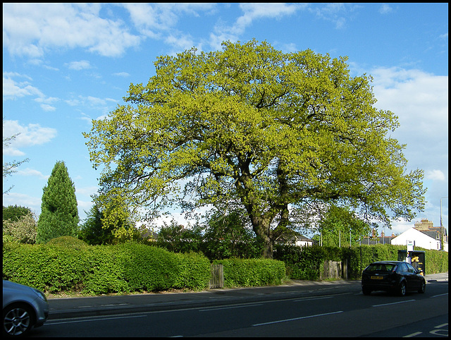 Cowley Road oak
