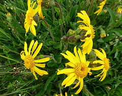 Cherche soleil Cherche soleil